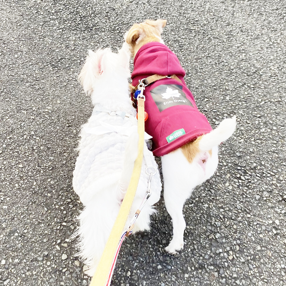 卒業犬ひのでちゃんの近況♪